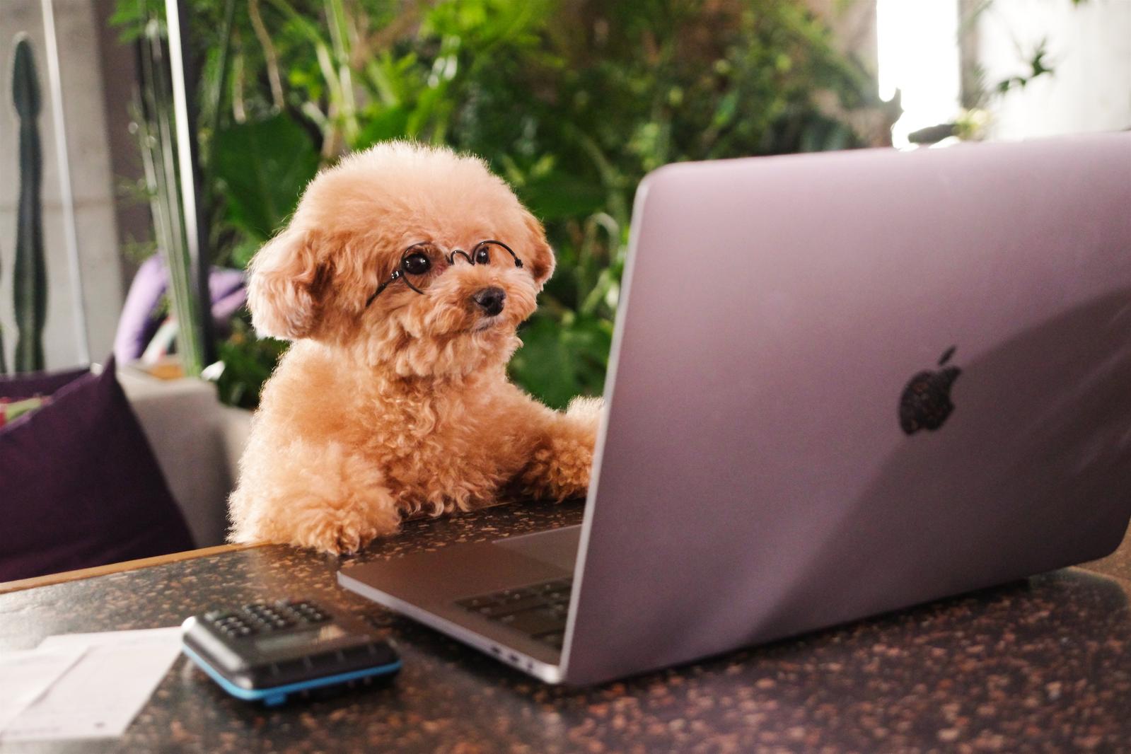 デスクワーク中のトイプードル